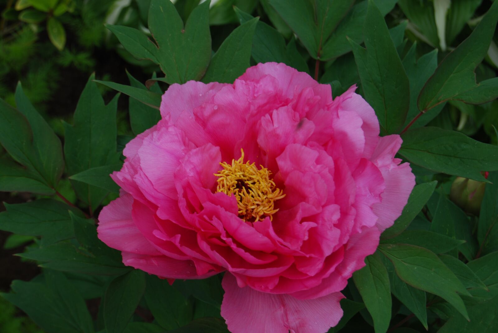 Nikon D40X sample photo. Flower, pink, nature photography