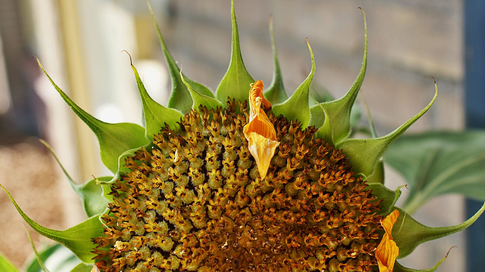 Sony Alpha DSLR-A350 sample photo. Sunflower, seeds, kernels photography