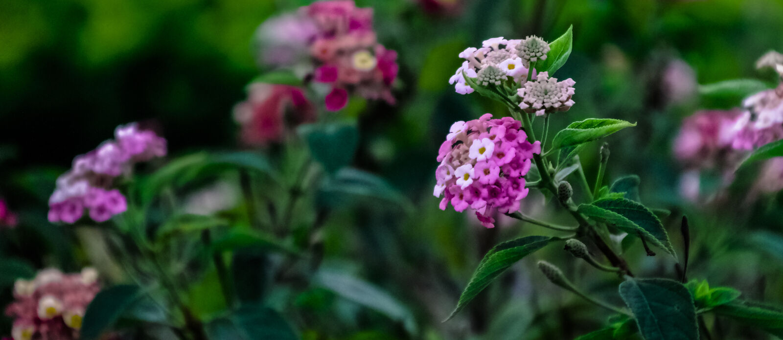 Samsung NX300 sample photo. Purple, and, white, flower photography