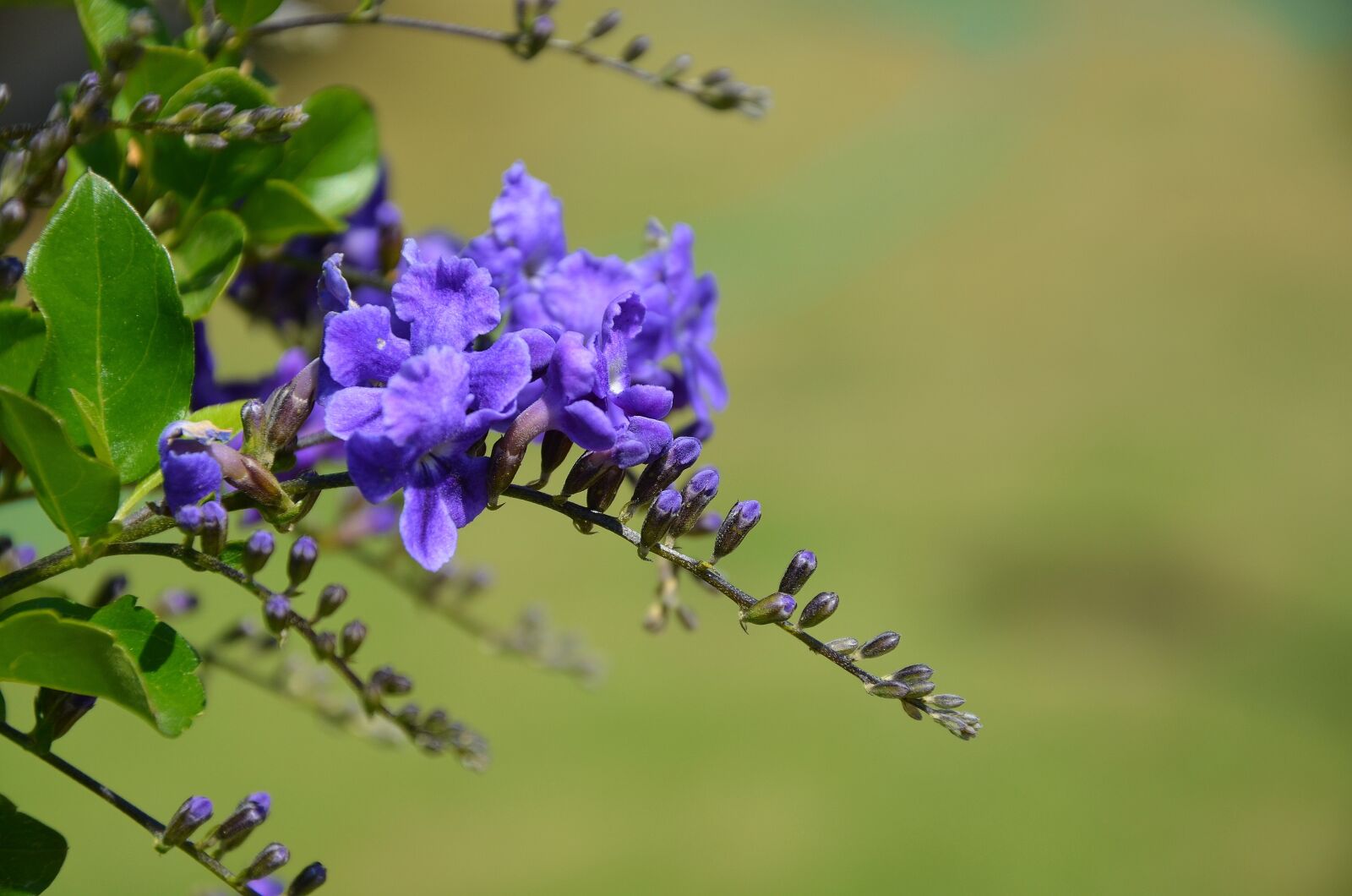 Nikon D7000 sample photo. Flower, spring, summer photography