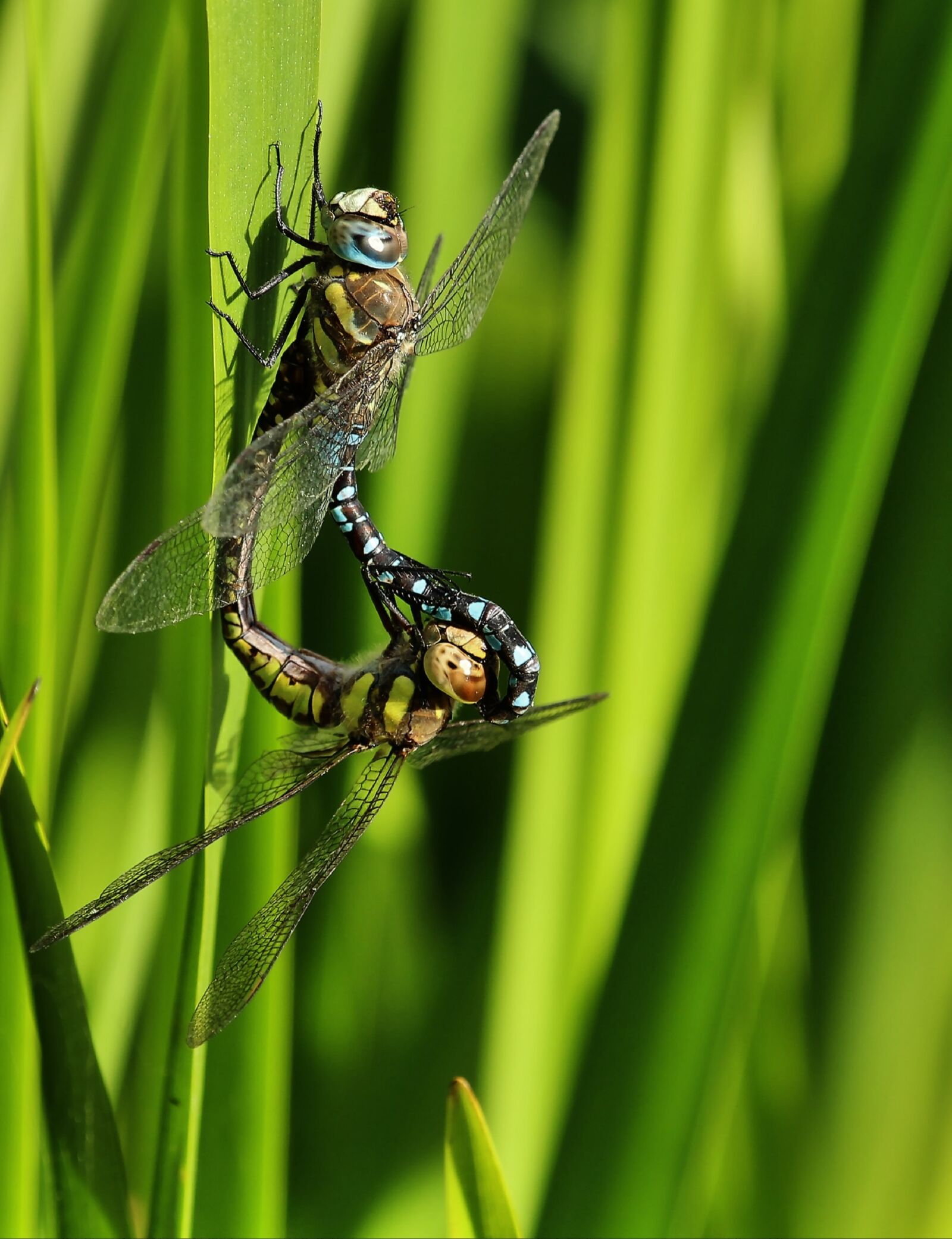 Canon EF-S 55-250mm F4-5.6 IS STM sample photo. Hawker, dragonflies, insect photography