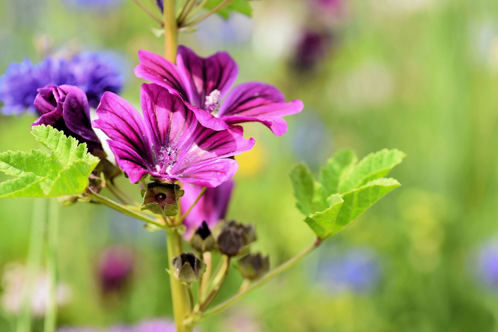 Nikon D5300 sample photo. Mallow, purple, flower photography