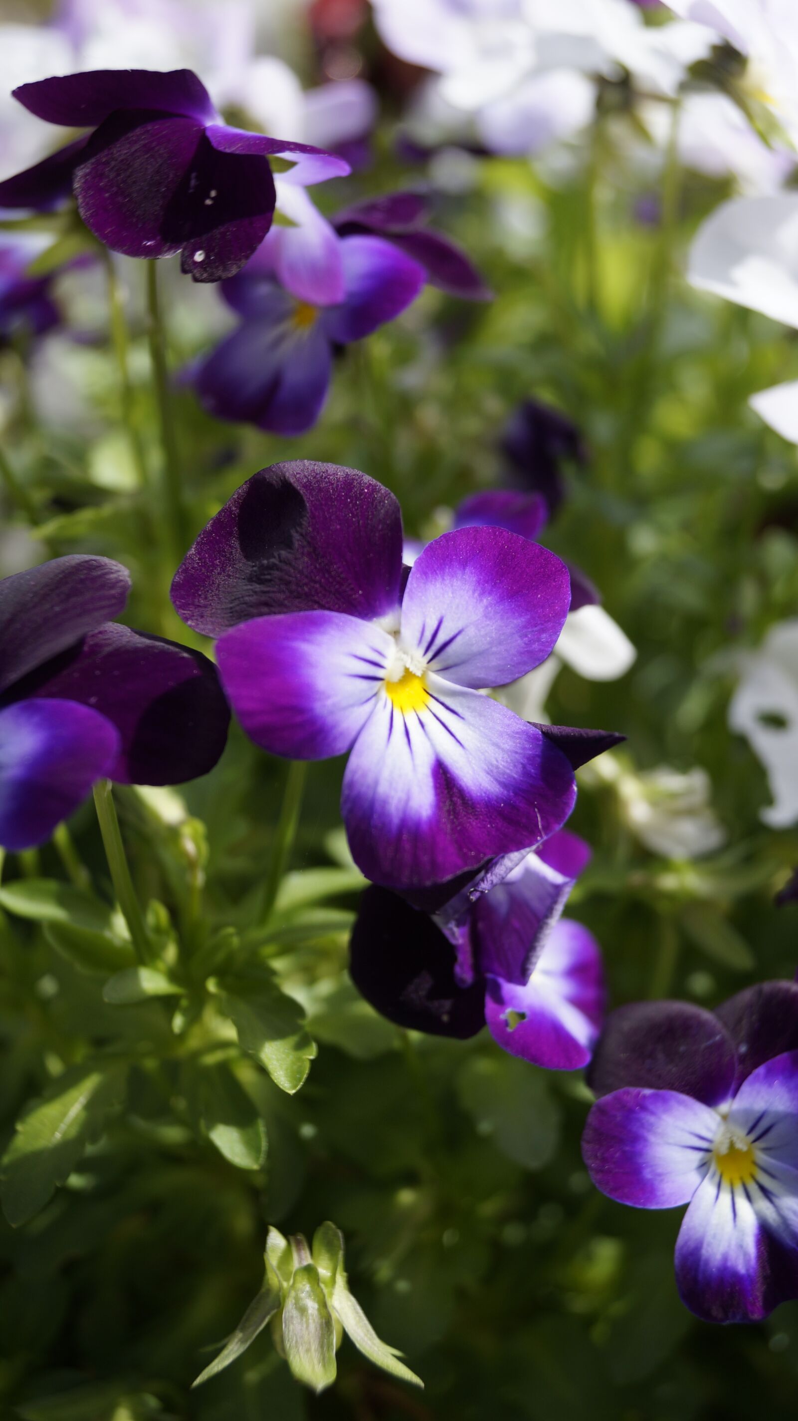 Sony DT 18-55mm F3.5-5.6 SAM II sample photo. Flower, nature, spring photography