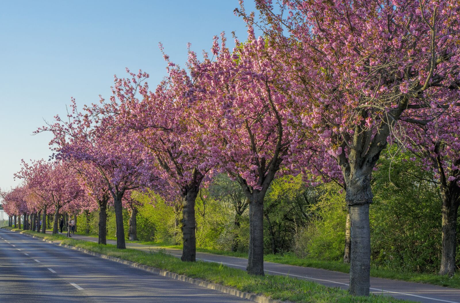 Nikon D5100 sample photo. Cherry blossom, wooden track photography