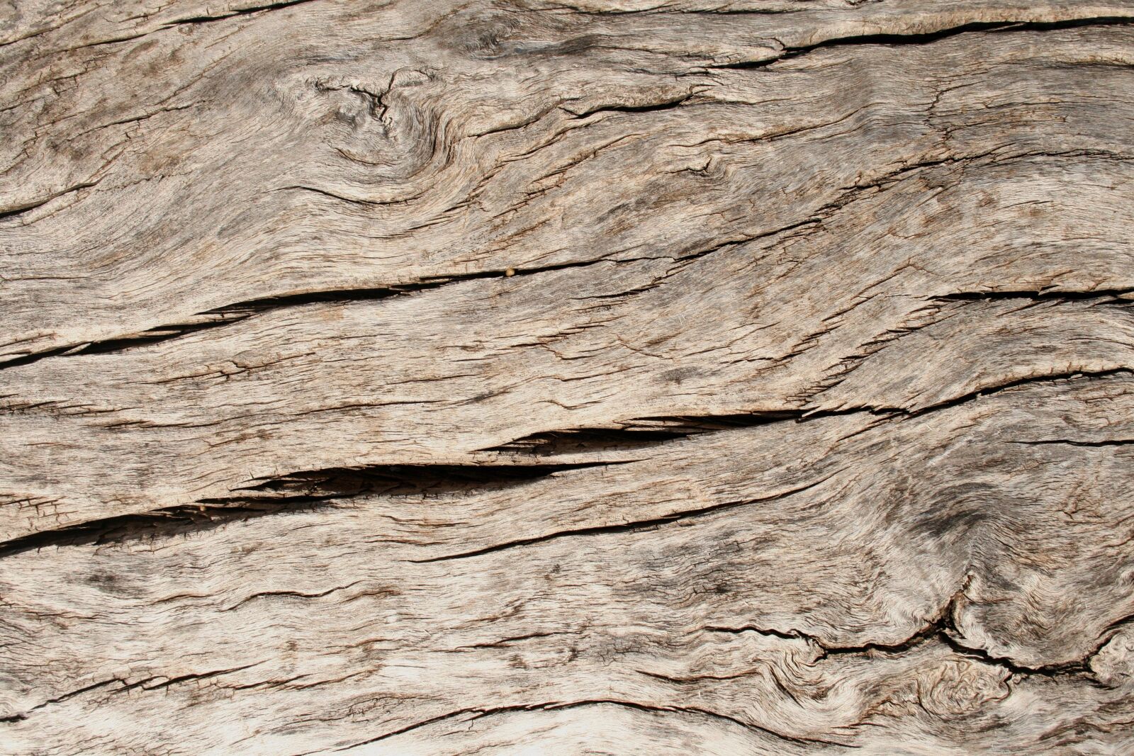 Canon EOS 400D (EOS Digital Rebel XTi / EOS Kiss Digital X) sample photo. Wood, grain, texture photography