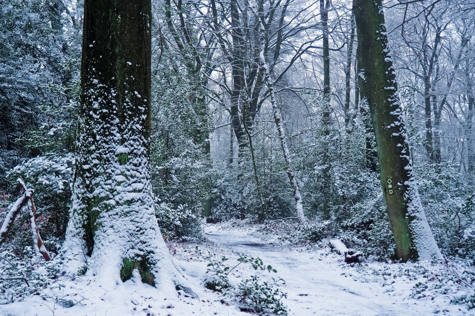 Olympus OM-D E-M10 sample photo. Forest, winter, nature photography