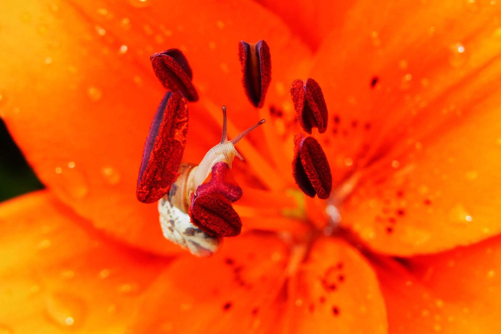 Panasonic Lumix DMC-FZ200 sample photo. Snail zaro lowy, posts photography
