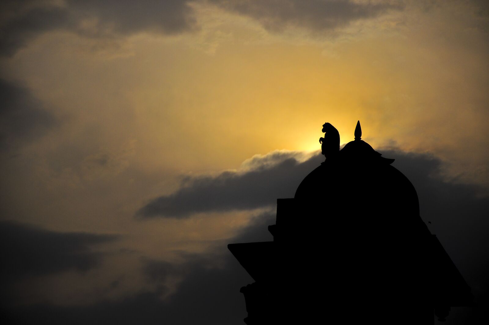 Nikon D300 sample photo. Mono, mammal, india photography