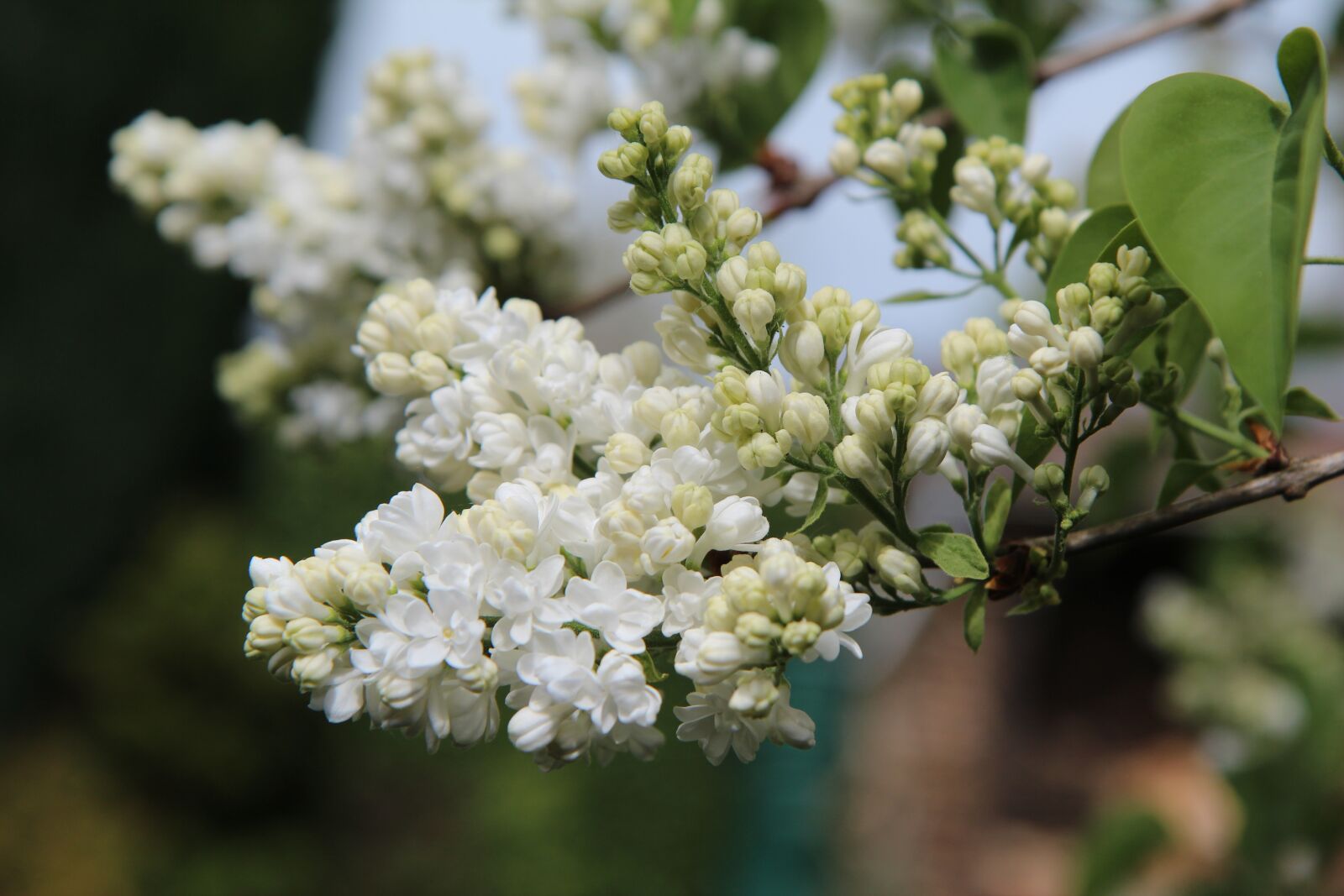 Canon EOS 600D (Rebel EOS T3i / EOS Kiss X5) sample photo. Lilac, white lilac, lilac photography
