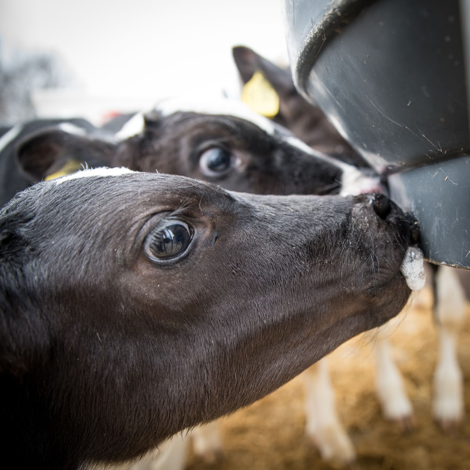 Nikon D750 sample photo. Cattle, calf, beef photography