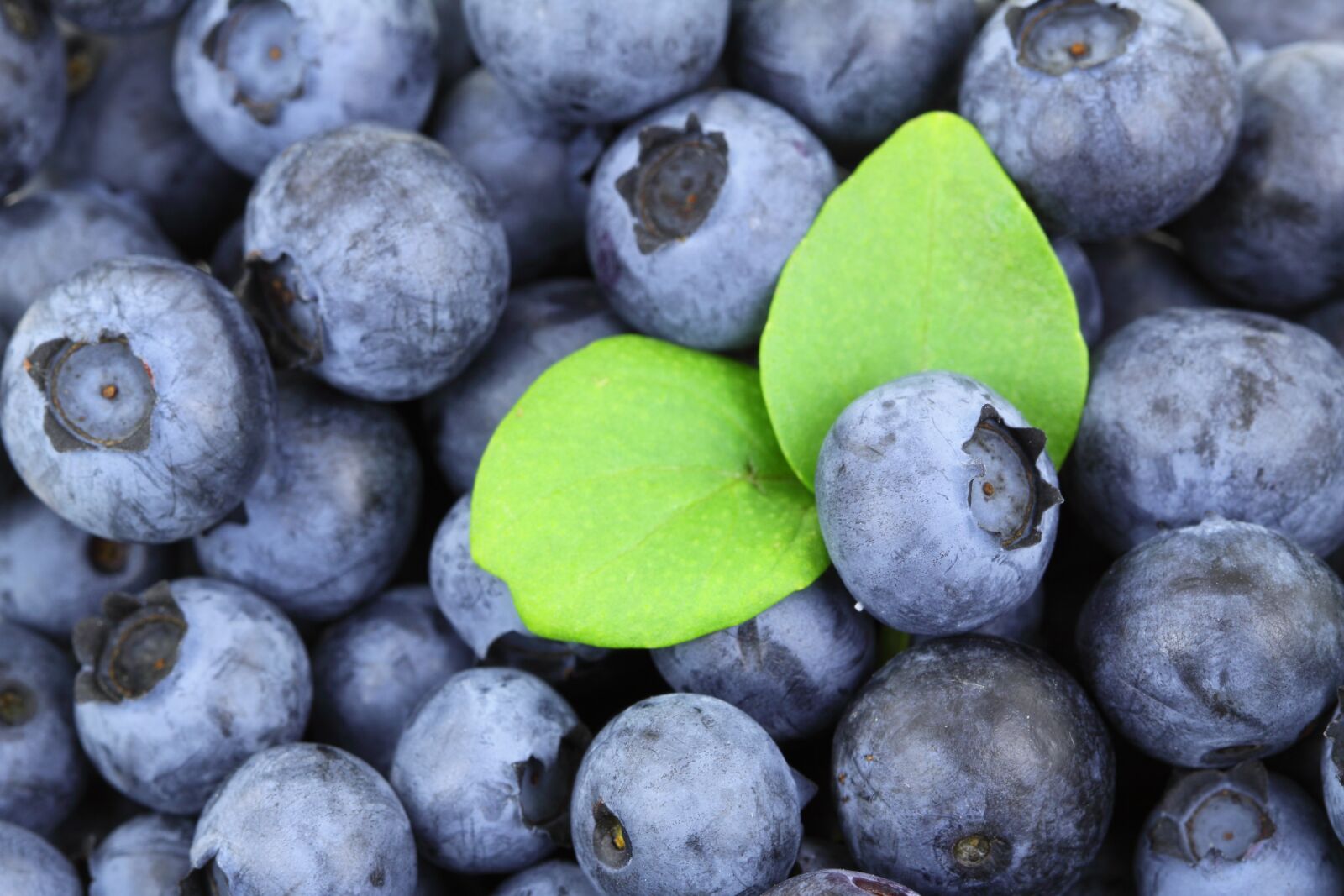 Canon EOS 50D sample photo. Background, berry, blue, blueberry photography