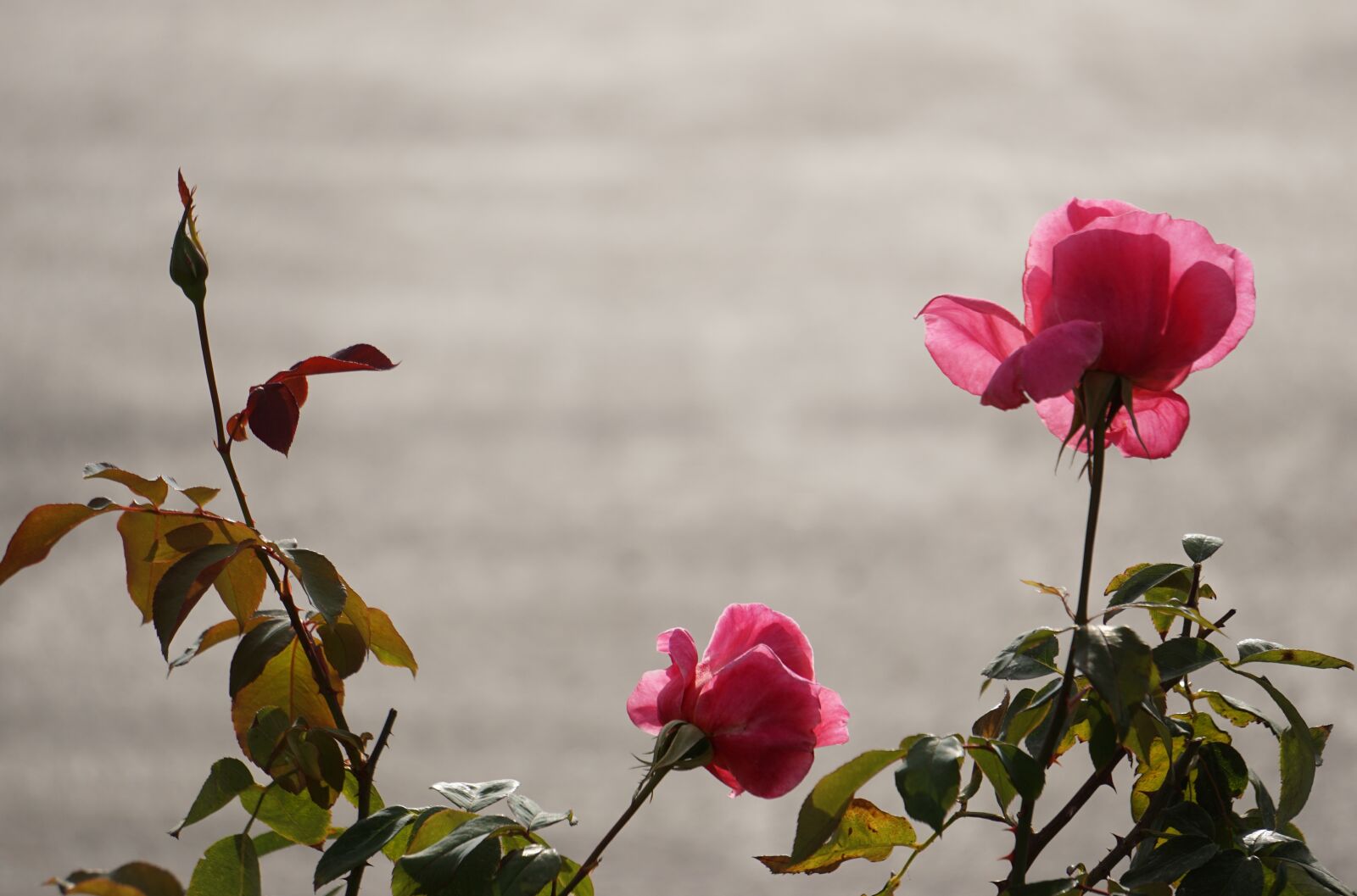 Sony E 55-210mm F4.5-6.3 OSS sample photo. Rose, backlit, flowers photography