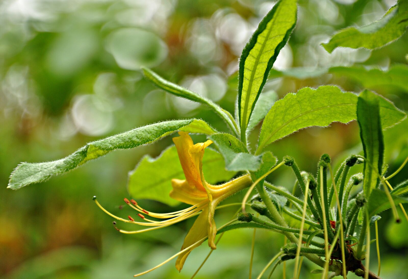 Nikon D90 sample photo. Flower, blossom, bloom photography