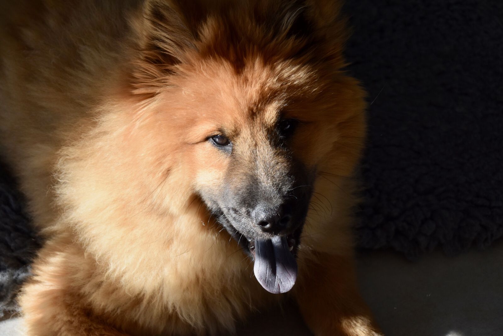 Nikon D5600 sample photo. Dog, dog portrait, penumbra photography
