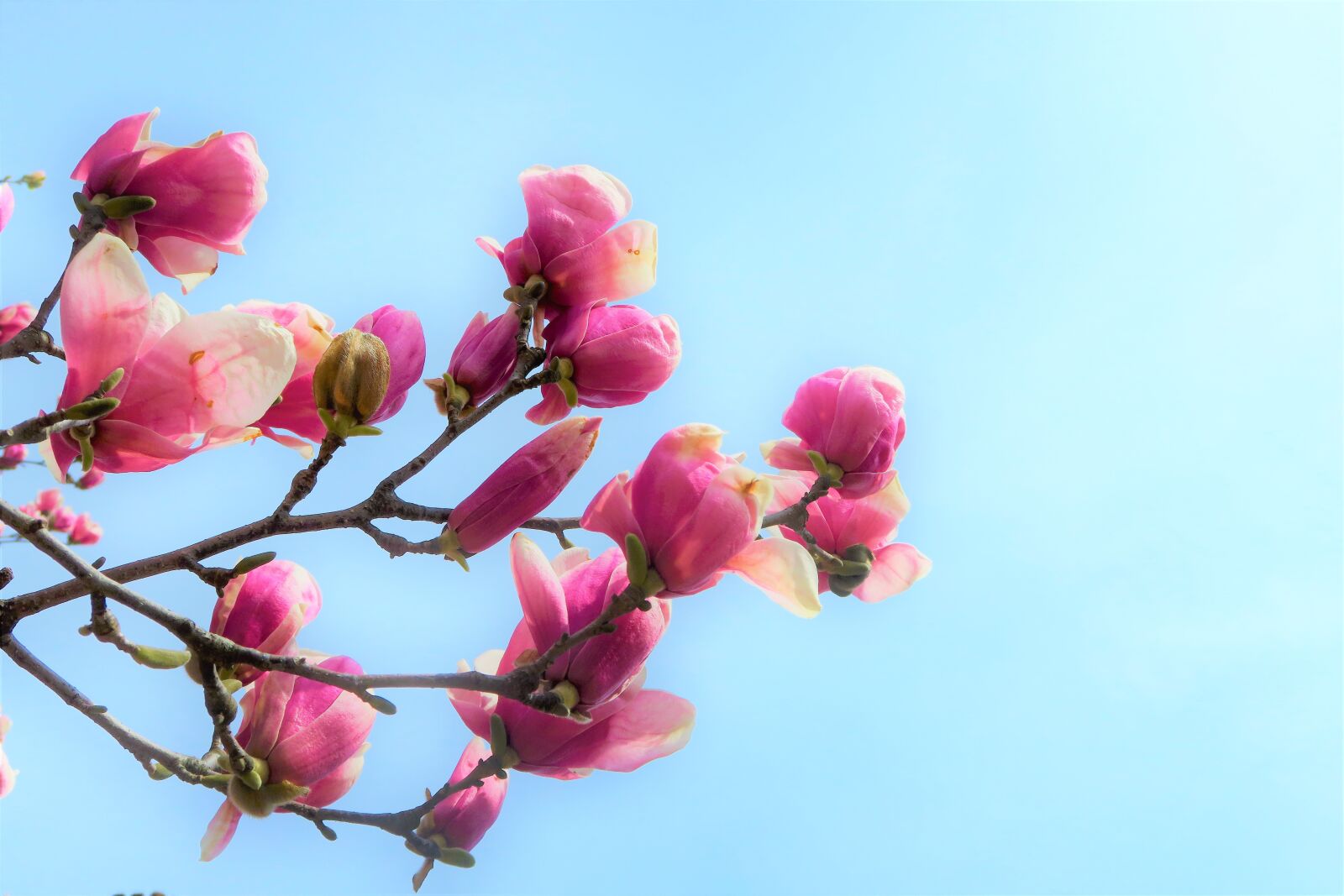 Canon PowerShot G7 X sample photo. Flower, magnolia, nature photography