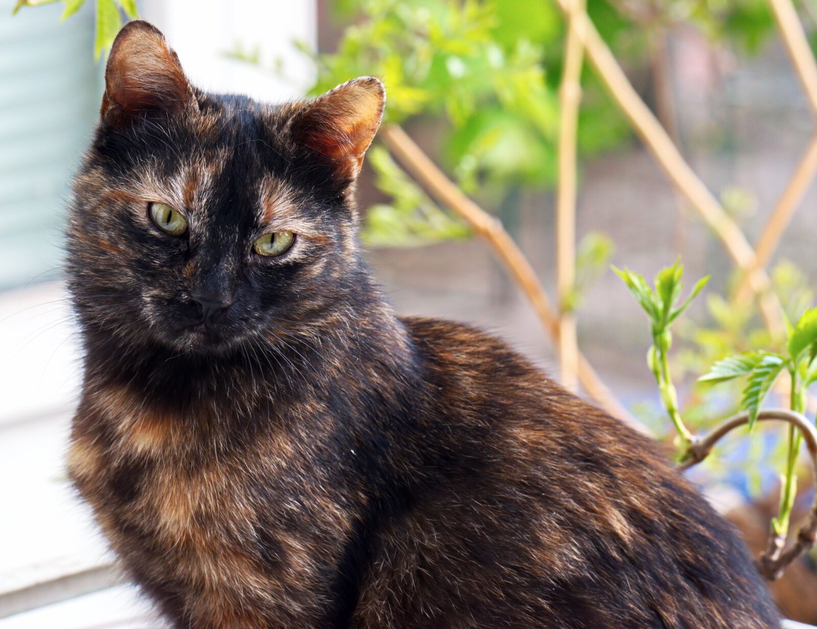 Nikon D5300 sample photo. Cat, feline, fur photography