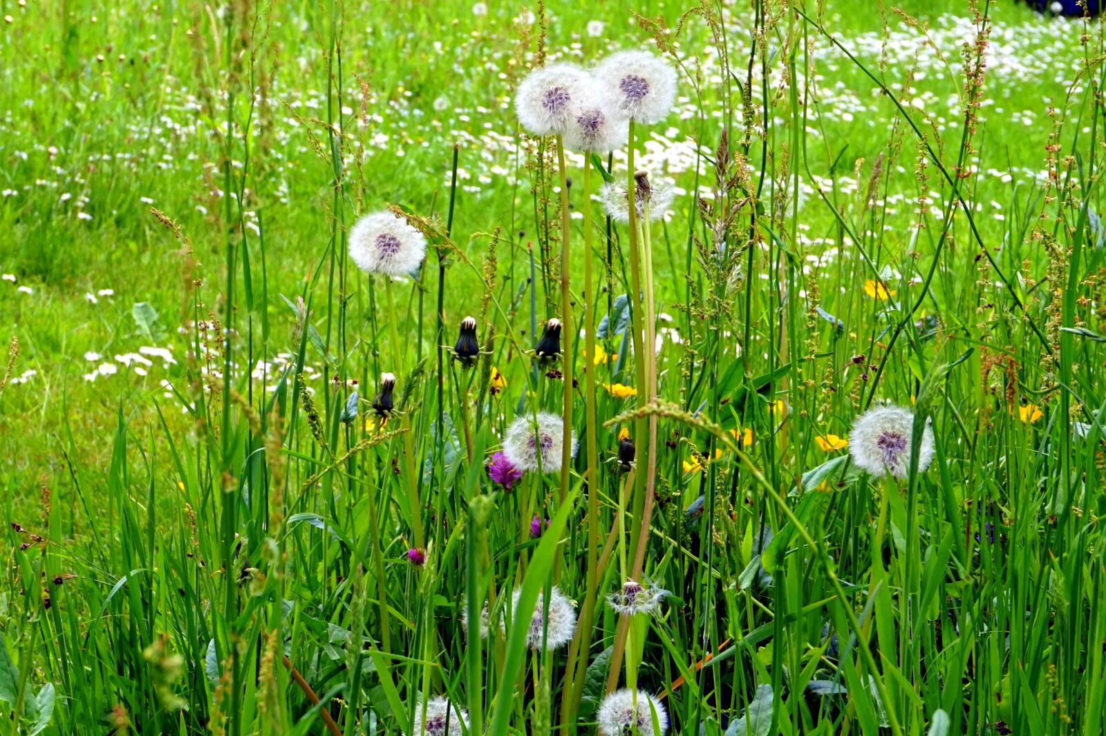 Sony Alpha a5000 (ILCE 5000) sample photo. Grass, meadow, flower photography