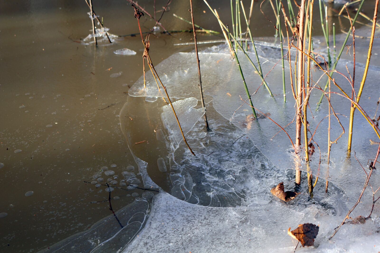 Canon EOS 100D (EOS Rebel SL1 / EOS Kiss X7) sample photo. Ice, frazil, coldly photography