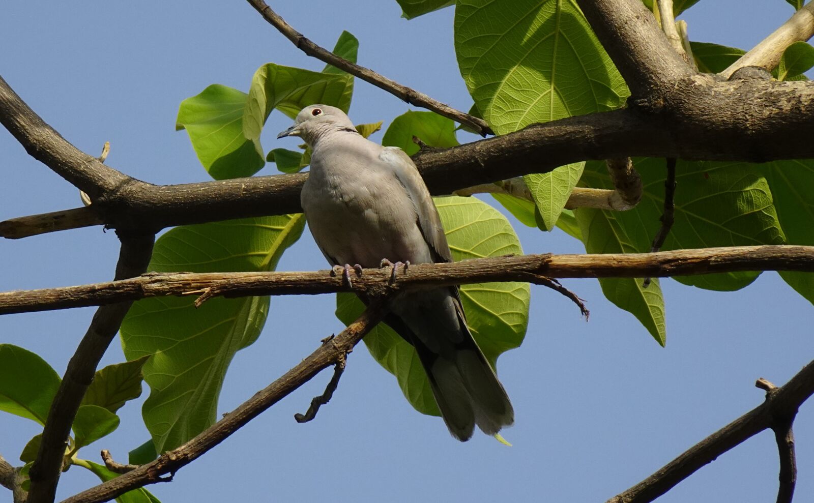 Sony DSC-WX800 sample photo. Bird, dove, eurasian collared photography