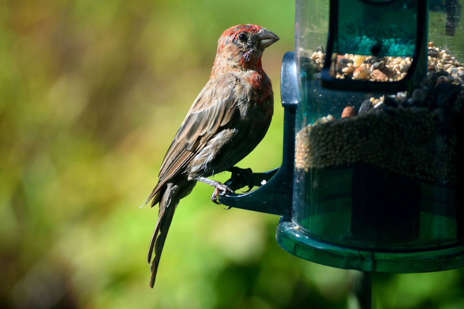 Nikon D3300 sample photo. Red headed finch, finch photography