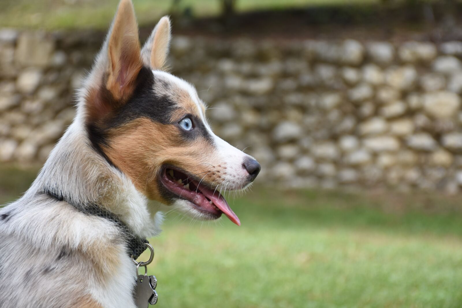Nikon D7200 sample photo. Dog, pet, cute photography
