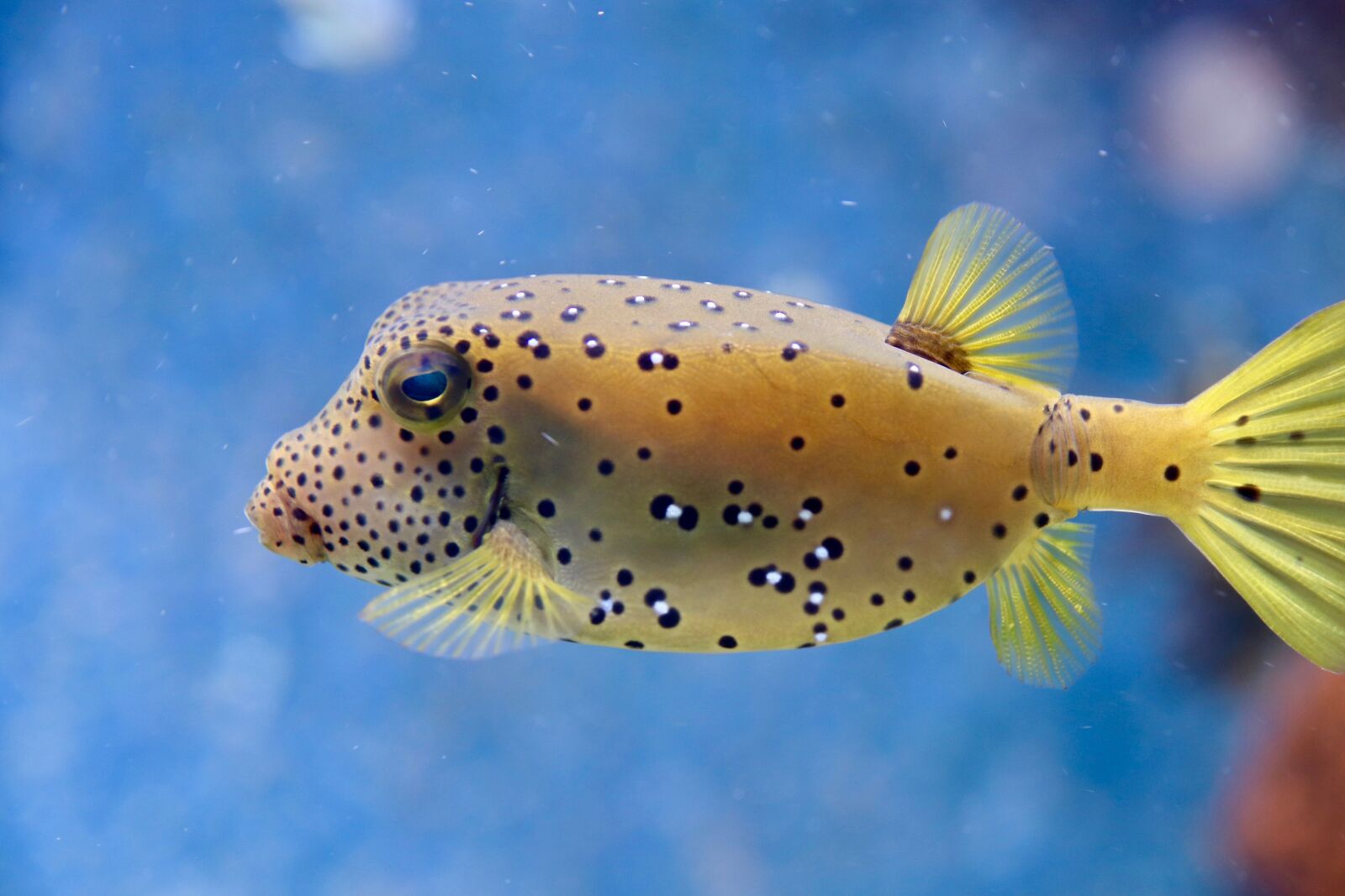 Canon EOS 800D (EOS Rebel T7i / EOS Kiss X9i) sample photo. Puffer fish, fish, the photography