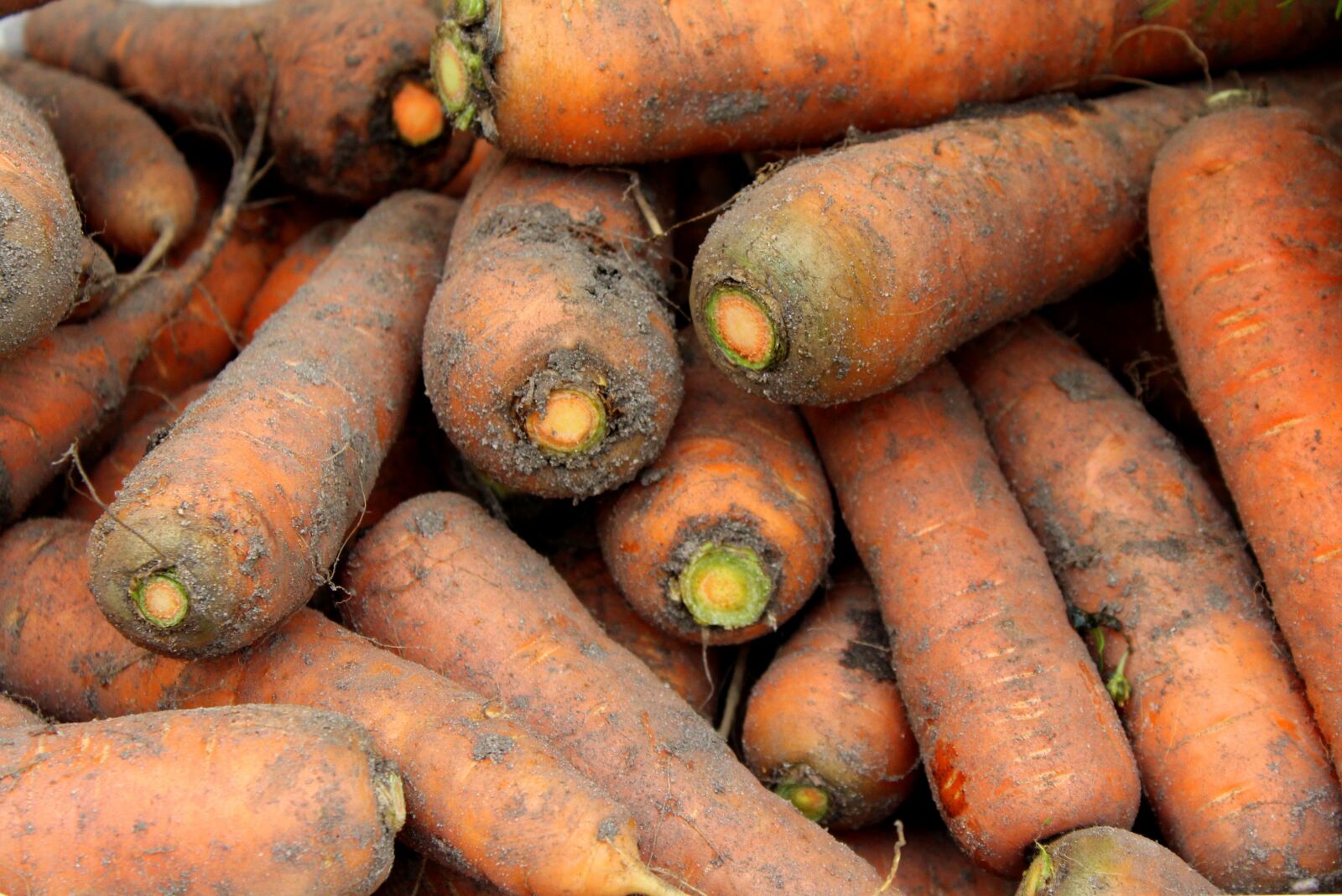 Canon EOS 1200D (EOS Rebel T5 / EOS Kiss X70 / EOS Hi) sample photo. Carrot, carrots, bio photography