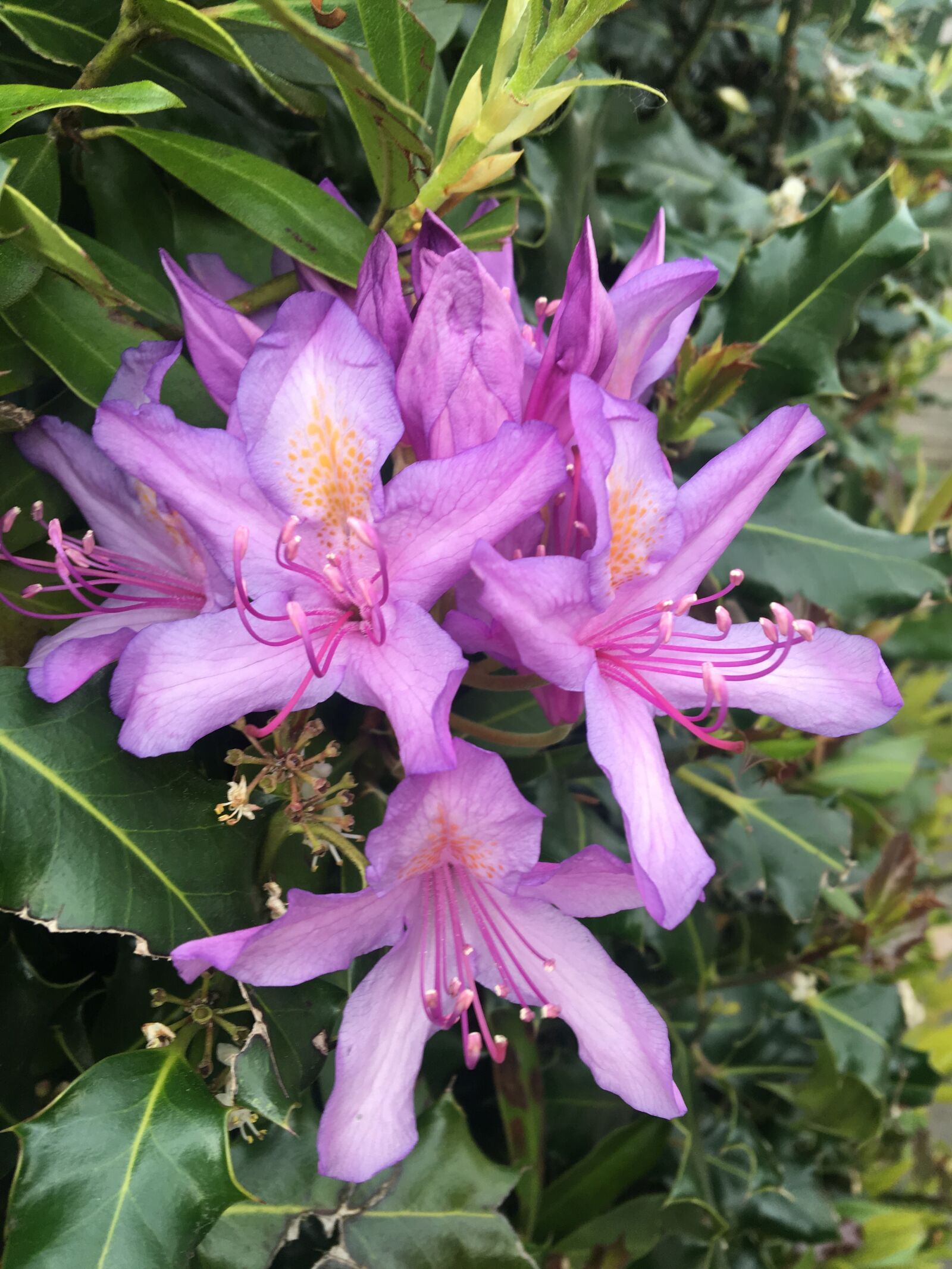 Apple iPhone 6s sample photo. Bloomed, pink, yellow photography
