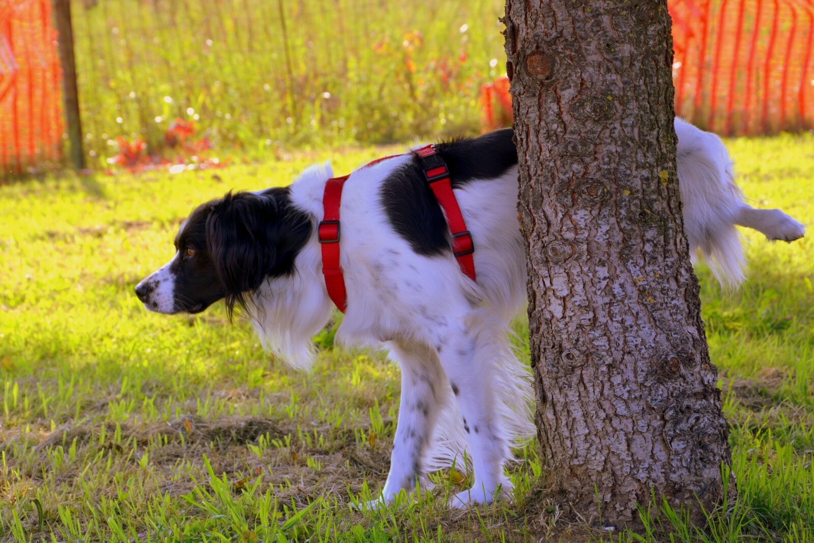Nikon D7100 sample photo. Dog, pee-pee, tree photography