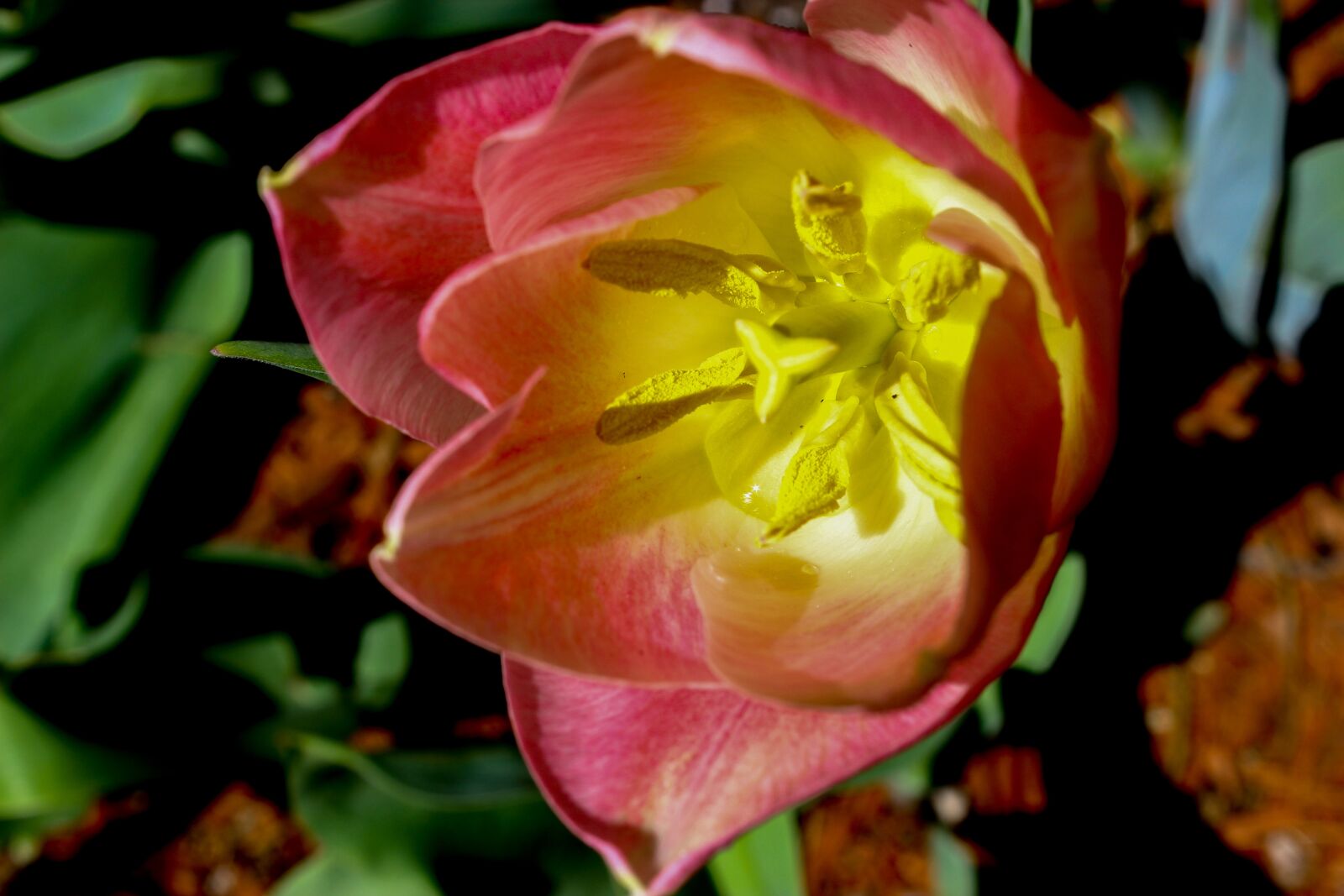 Canon EOS 600D (Rebel EOS T3i / EOS Kiss X5) sample photo. Flower, nature, flora photography