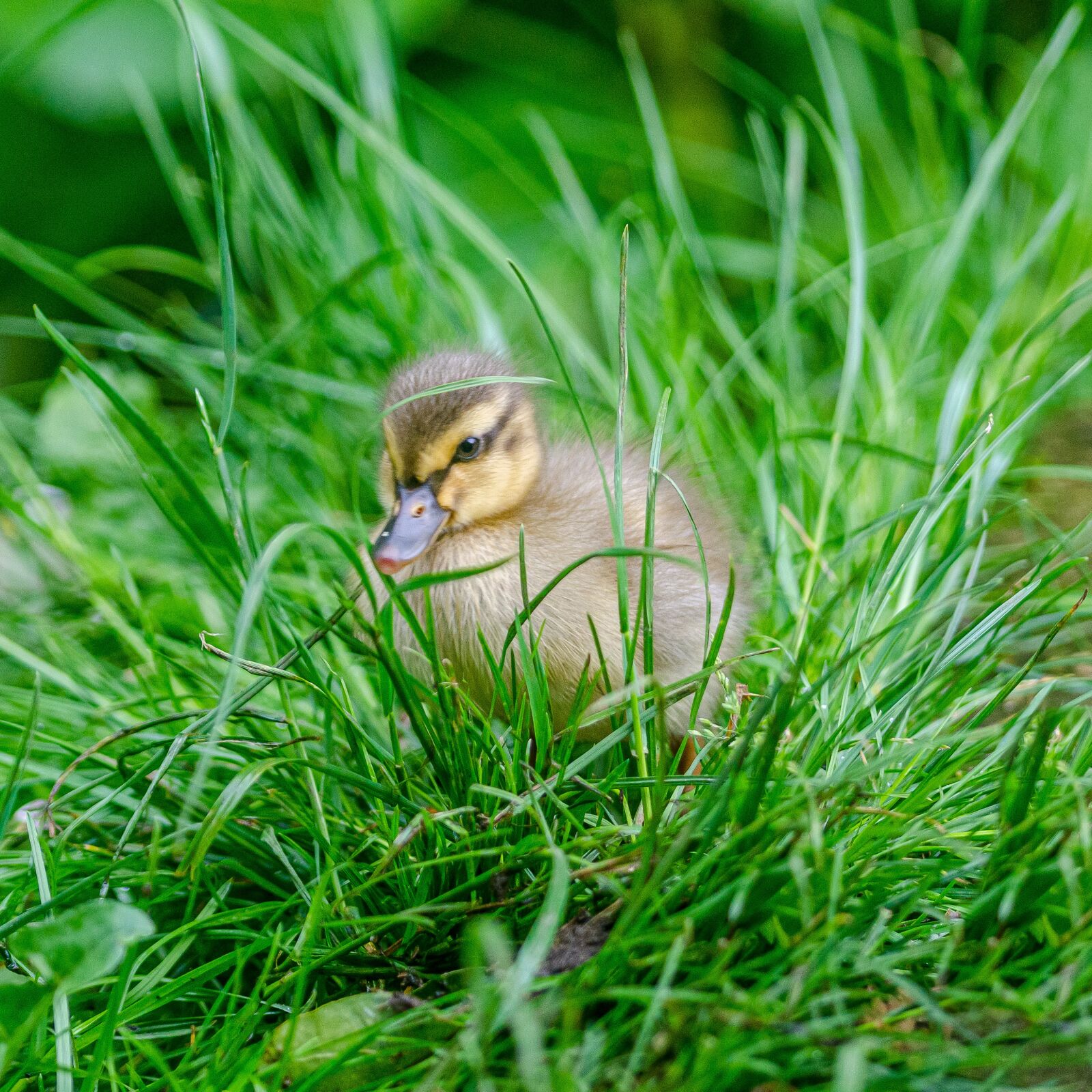 Nikon D7000 sample photo. Duckling, baby, duck photography