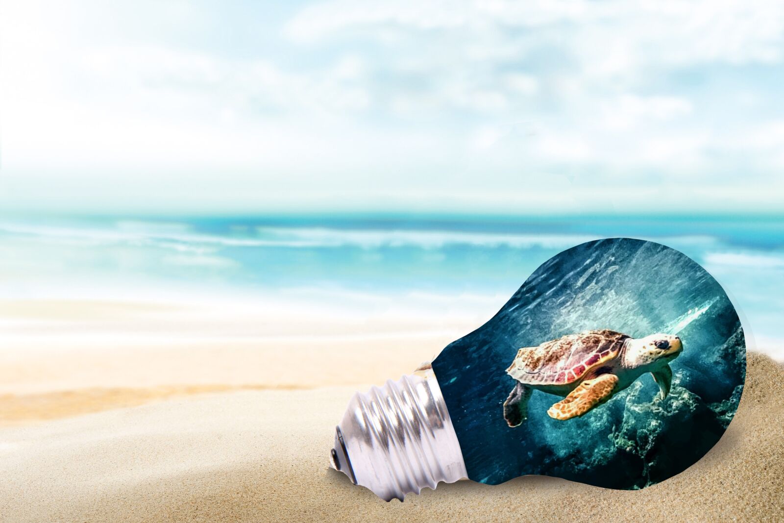 Canon EOS 50D sample photo. Light bulb, sea turtle photography