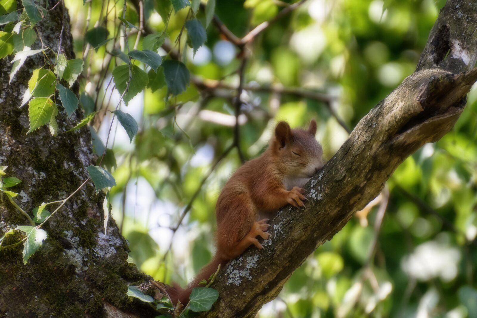 Nikon D7200 sample photo. Squirrel, young, young animal photography