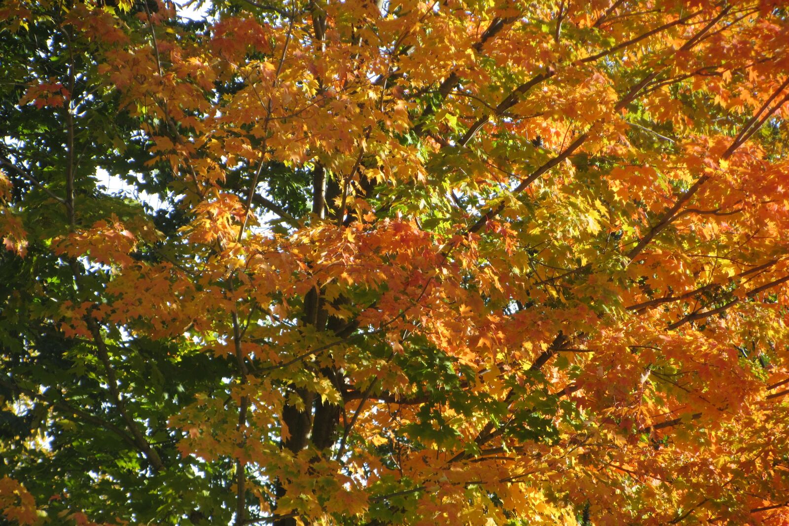 Canon PowerShot SX230 HS sample photo. Fall, leaves, orange photography