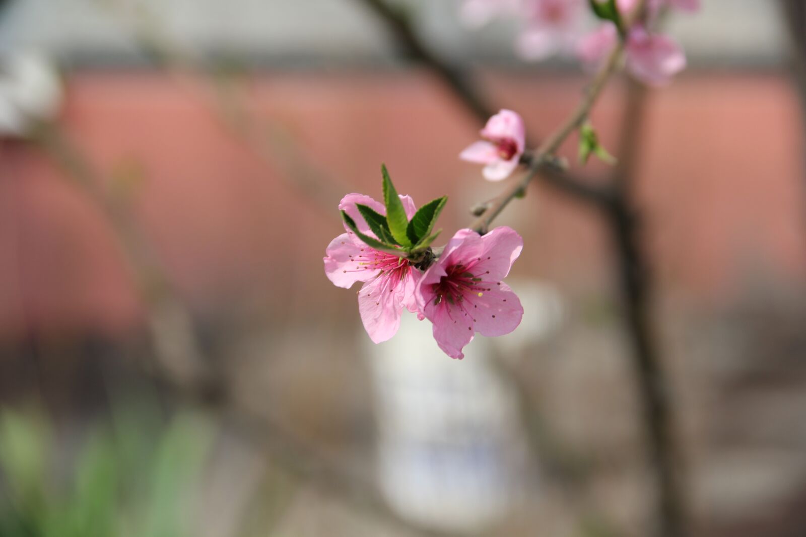Canon EOS 550D (EOS Rebel T2i / EOS Kiss X4) sample photo. Nature, flowers, beauty photography
