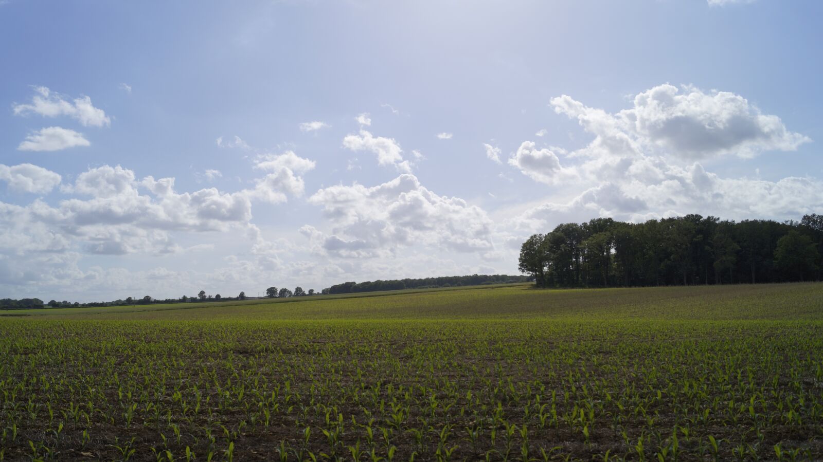 Sony DT 18-55mm F3.5-5.6 SAM II sample photo. Sky, cloud, field photography