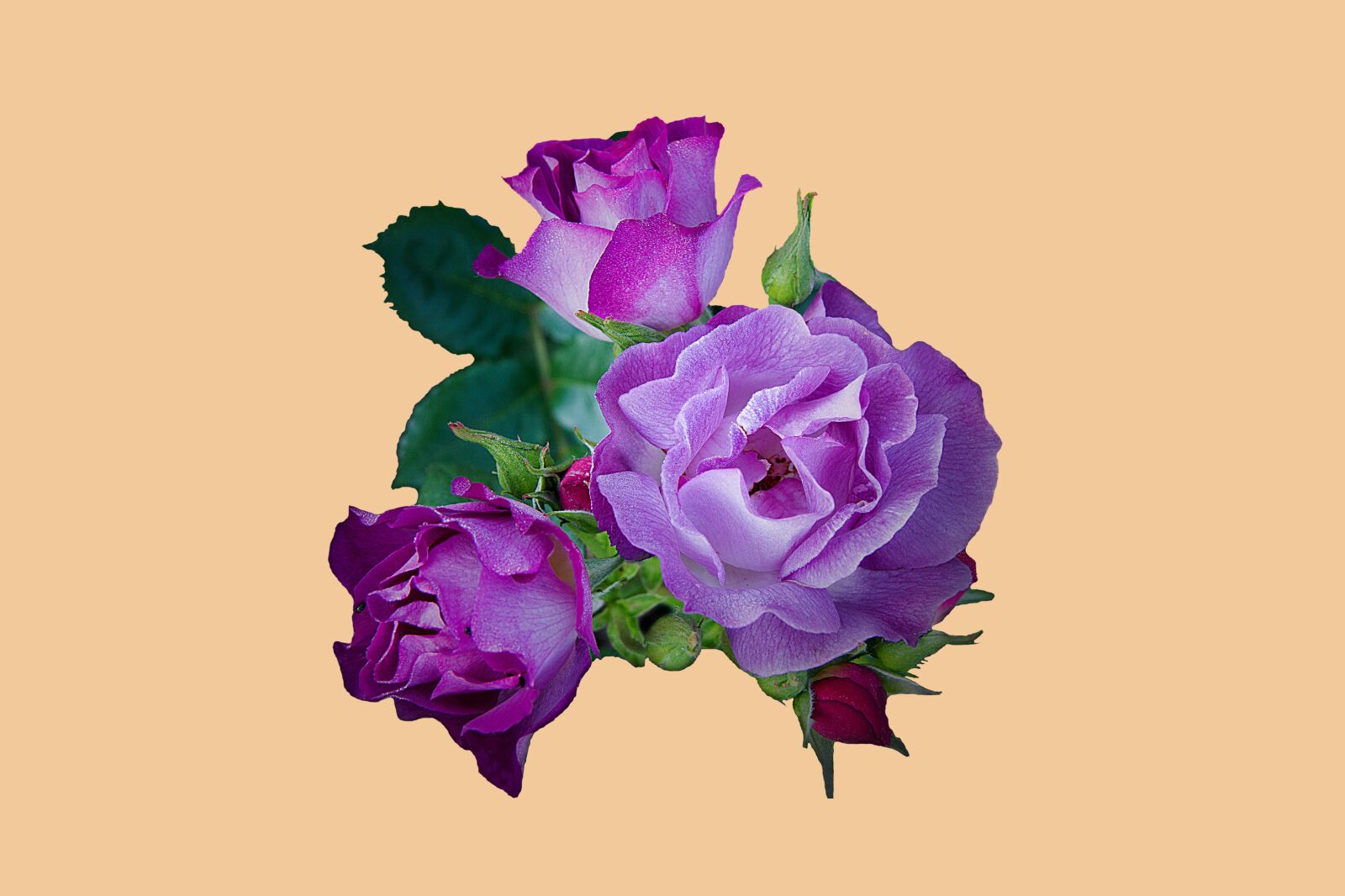 Canon EOS 7D sample photo. Rose, purple, petals photography