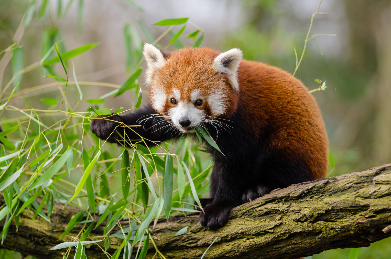 AF Zoom-Nikkor 80-200mm f/2.8 ED sample photo. Red, panda, eating, green photography