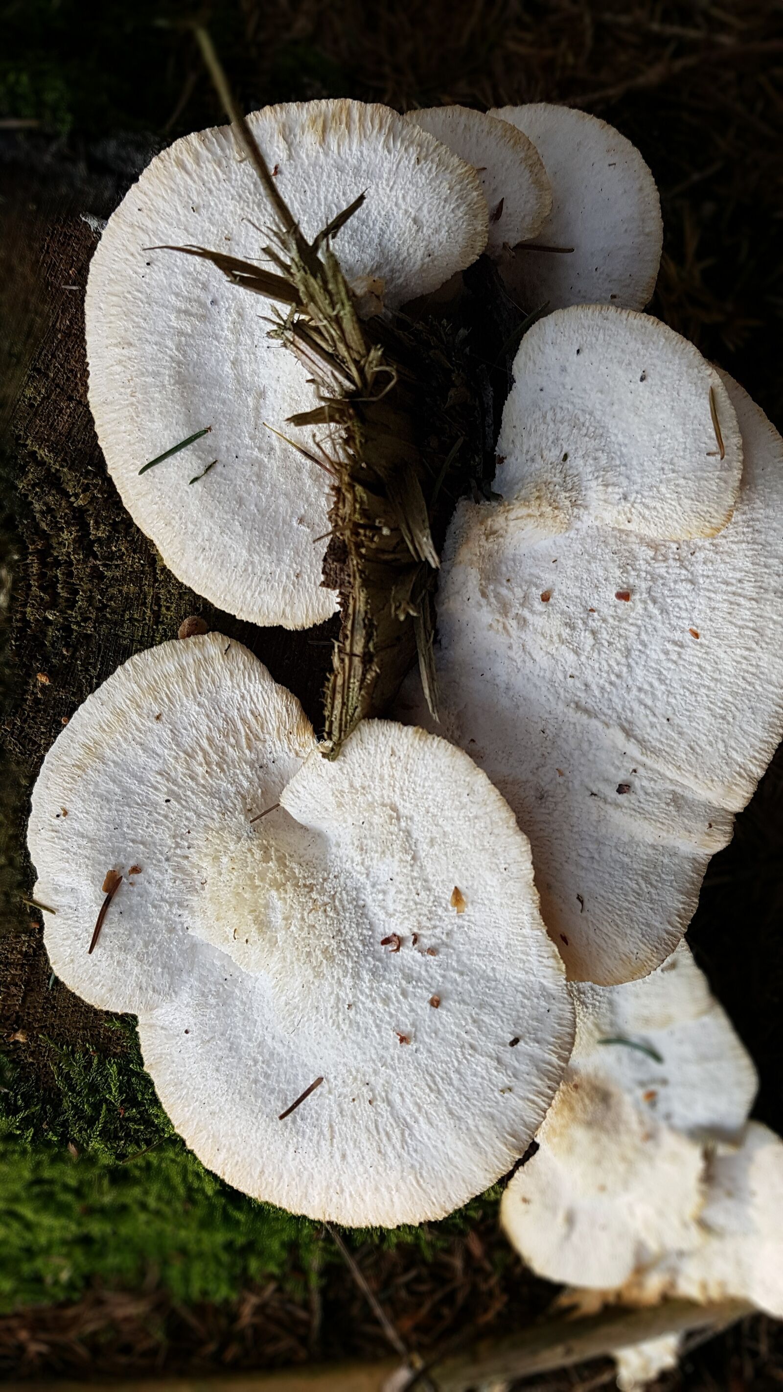Samsung Galaxy S7 Edge sample photo. Baumschwamm, tree stump, forest photography