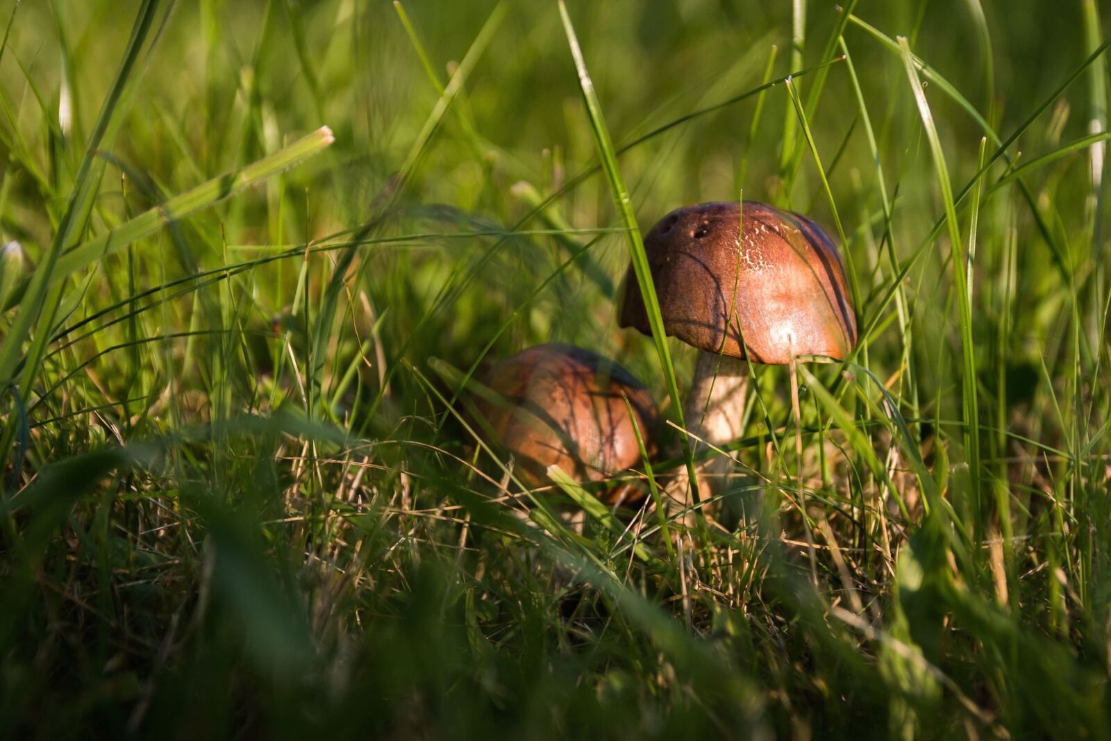Canon EOS 70D sample photo. Mushroom, food, grass, plant photography