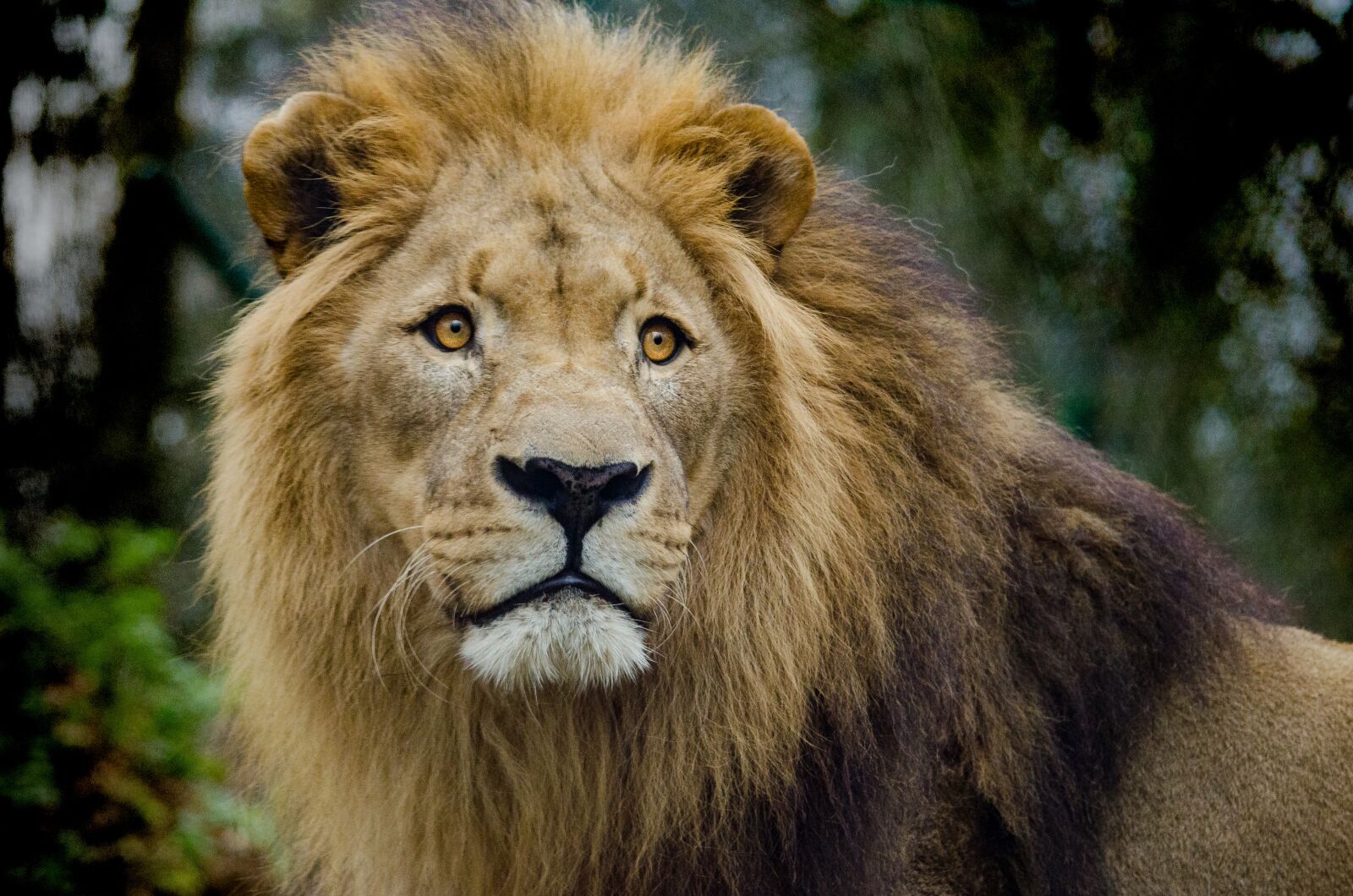 Nikon D5100 sample photo. Lion, cat, big cat photography