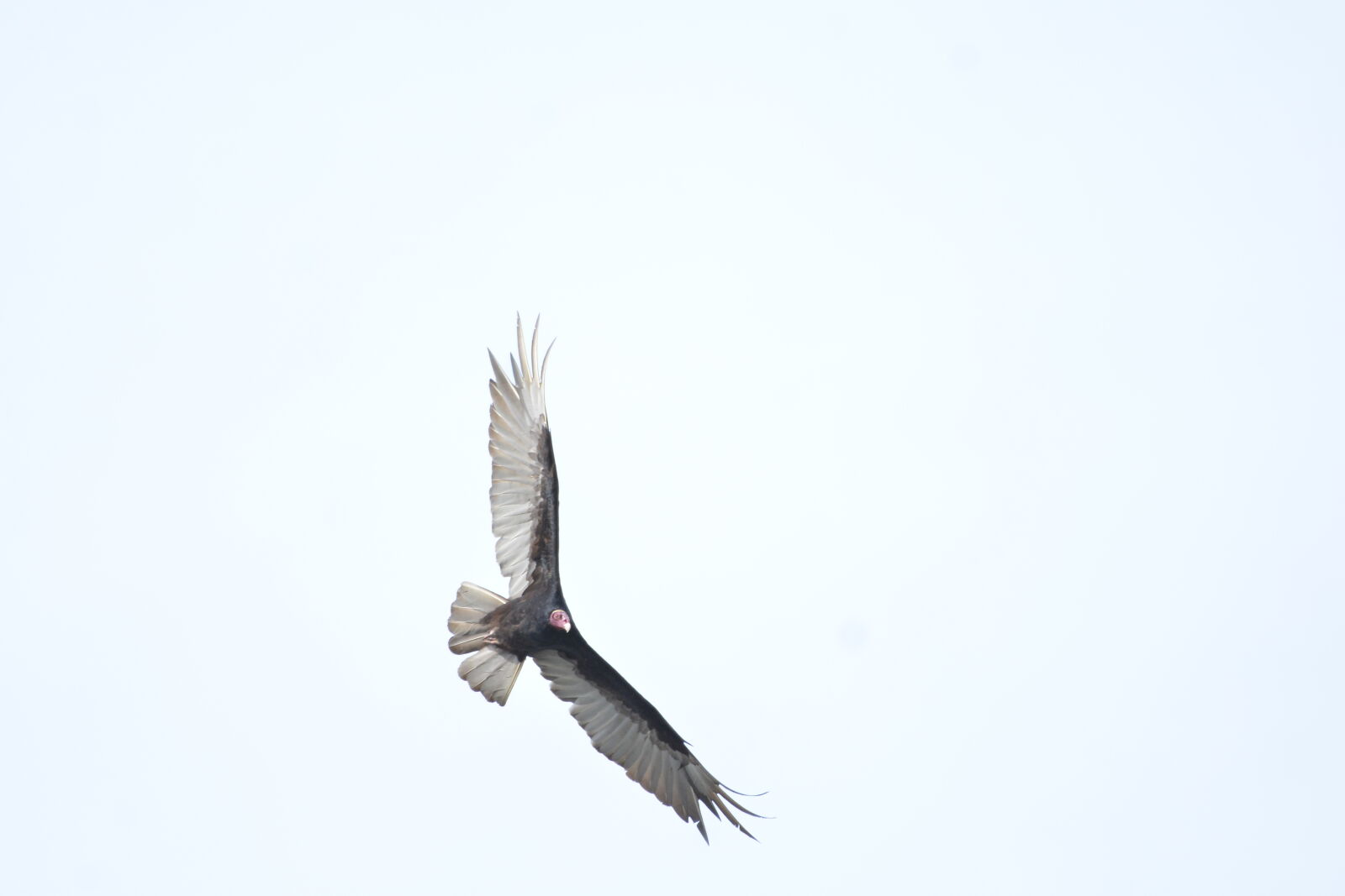 Nikon D7100 sample photo