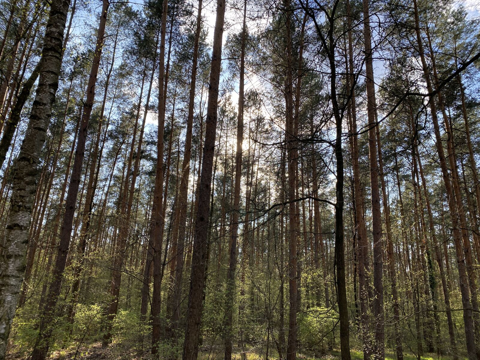 Apple iPhone 11 Pro Max sample photo. Forest, nature, landscape photography
