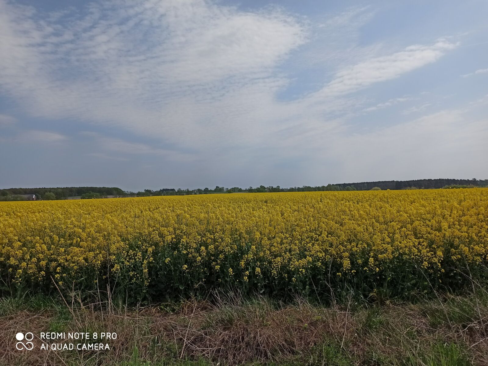 Xiaomi Redmi Note 8 Pro sample photo. Rapeseed, field, yellow photography