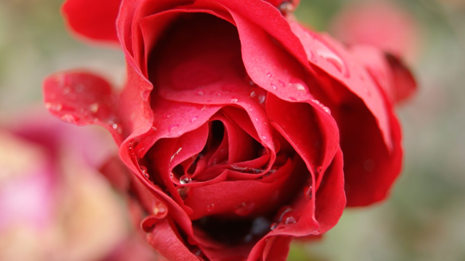 Sony Alpha DSLR-A330 sample photo. Rose, red, north photography