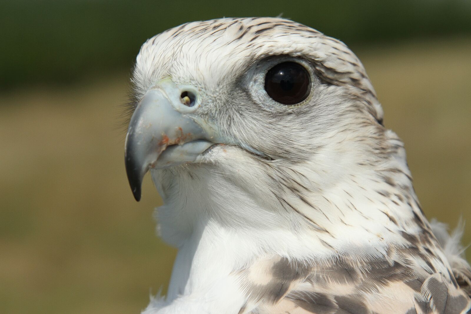 Canon EOS 7D + Canon EF 24-105mm F4L IS USM sample photo. Gyrfalcon, falcon, bird photography