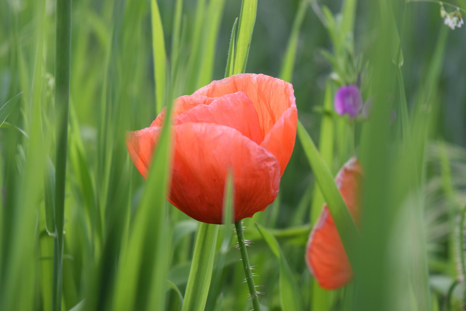 Nikon D5300 sample photo. Nature, flower, plant photography