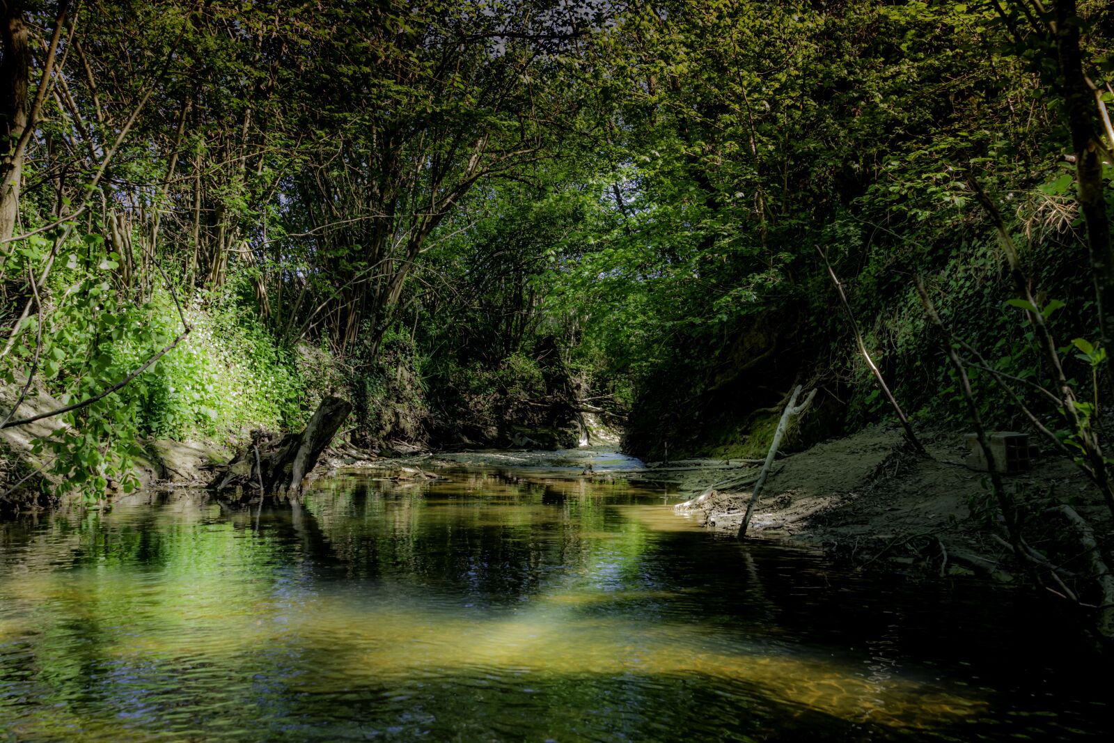 Nikon D7500 sample photo. River, forest, nature photography
