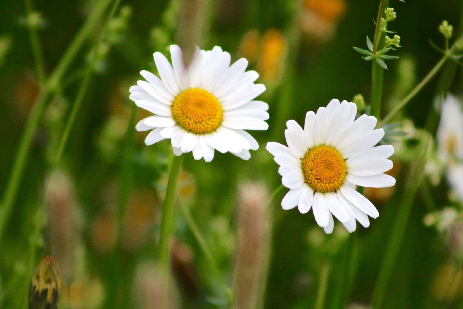 Canon EOS 750D (EOS Rebel T6i / EOS Kiss X8i) sample photo. Marguerite, flower, plant photography