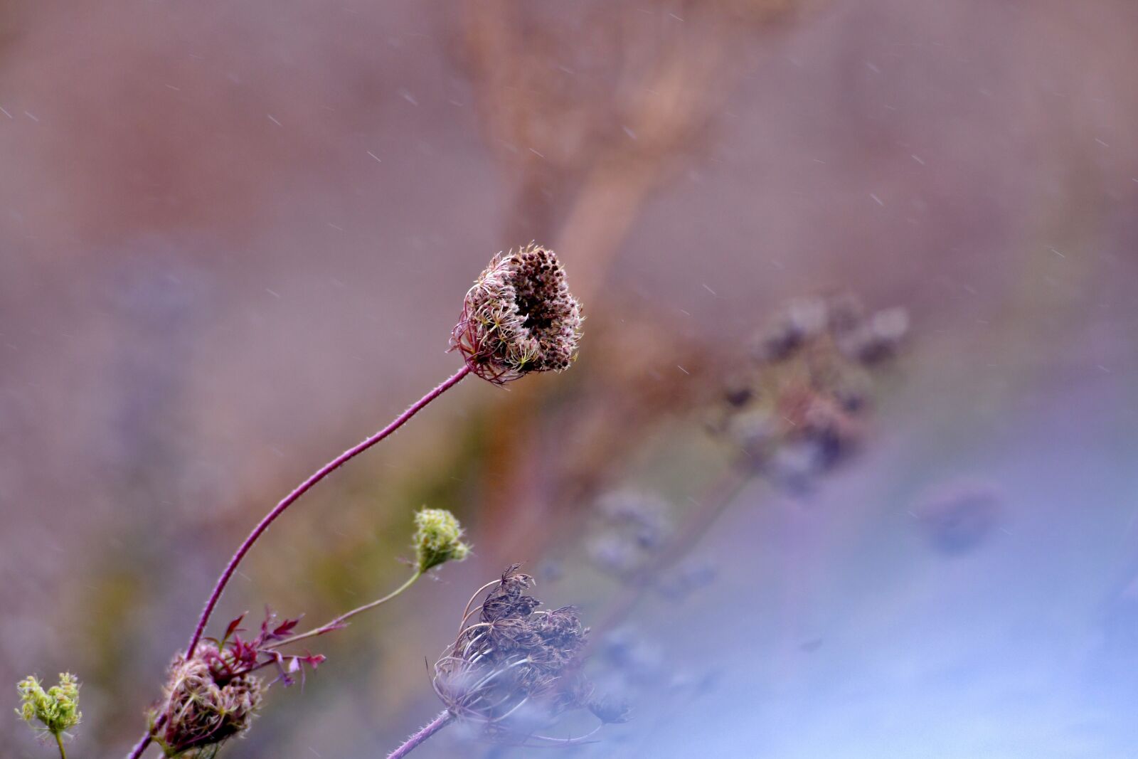 Nikon D500 sample photo. Schermbloemen, nature, bokeh photography